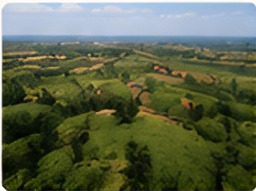 Greenery